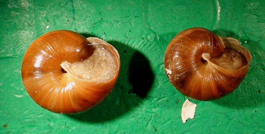 Gastropodi e Ambienti del Parco del Pollino